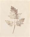 TALBOT, WILLIAM HENRY FOX (1800-1877) Select group of 13 plates from ""The Pencil of Nature.""